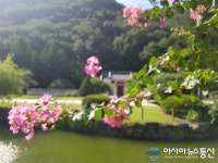 배롱나무 꽃 만개한 의령 충익사