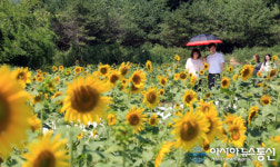 밀양시 산외면 해바라기 만개