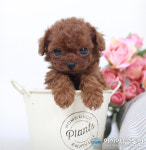 부산강아지, 고양이 무료분양 및 핫썸머 최대 80%이벤트 미유펫에서 진행중!(전국지점)