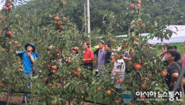 영천 사과, 국산 신품종 출시...소비자 입맛 사로잡는다