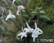 고창군-새만금지방환경청-국립공원관리공단, ‘석곡’ 복원 위한 협약