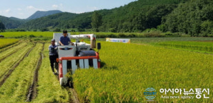 영천시, 올해 첫 벼베기 실시
