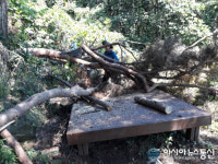 의창구, 집중호우로 인한 피해목 정비 나서
