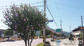 상주 경상대로 무궁화 가로수 무궁화 명소 선정