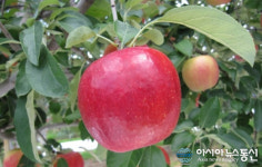 경상남도 사과이용연구소, 용도별 적합한 사과 품종 제시