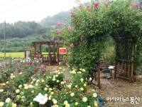 산청한방약초축제와 함께 ‘천하태평 장미원’ 개장