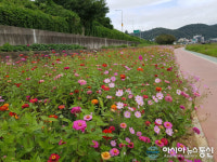 마산회원구 내서읍 광려천 힐링산책로 코스모스 만개
