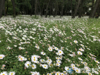 밀양 삼문송림, 가을 향기 그윽한 구절초 절정