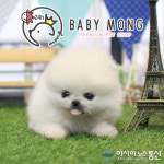 포메라니안과 비숑프리제 강아지 전문 애견샵 베이비몽, 오픈된 착한가격