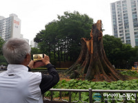 수원시, 영통 단오어린이공원 느티나무 복원 논의