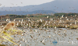 2018 서산버드랜드 철새기행전 27일 개막
