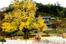 500년 간 그 자리를 지켜온 영천시 임고서원 은행나무