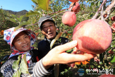 산청 황매산 700고지 사과 탐스럽네