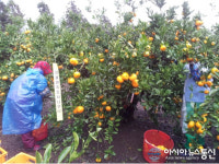 제주 올해 노지감귤 예상생산량 470천 톤 내외 예측