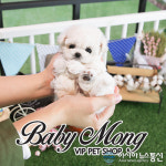 강아지분양 프랜차이즈 베이비몽 푸들, 포메라니안, 비숑프리제, 말티즈 전문 업체