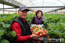 과일의 고장 영동, 겨울엔 딸기로 소비자 입맛 공략 나서