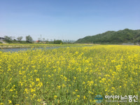 천안시, 풍서천 아름다운 하천 환경 조성완료!