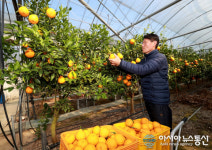 의령 자굴산 한라봉, 설 선물로 인기