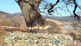 청양군 역촌1리 400년 수호목, 어째 이런 일이...