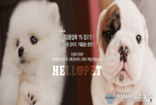 전주 애견 분양 ‘전주헬로펫’, 체계화된 분양 시스템 갖춰 안전한 분양 가능