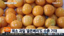 감귤같기도 베리같기도? 골든베리 희소과일 맛 어떻길래?…효능 및 먹는 법도 다양해 눈길