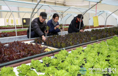 태안 서유채농장, 물고기 유기물로 식물재배 눈길