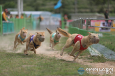 3월 2일부터 진도개테마파크 공연 시작