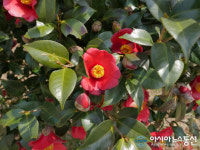 완도군 기후변화 대응 수종 선정 및 난대림 조성사업 추진