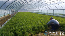 의창구 북면 ‘천주산 청정 미나리’ 첫 출하