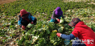진도 봄 동 단맛 좋아 ‘인기’