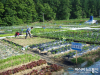 예천온천, 주말 농장 운영…10일까지 40가구에 선착순 분양