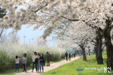 밀양시 삼문동 벚꽃나들이 한마당행사 오는 31일 개최