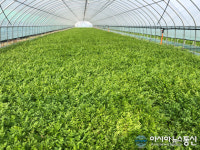 하동군,‘향긋한 봄 향기’하동 청학 미나리축제 개막