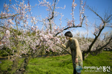 미세먼지 물러간 파란하늘, 눈부신 매화 봄을 부르네