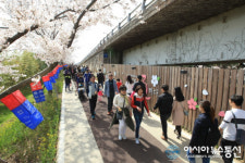 강서구, 낙동강30리 벚꽃축제 개최