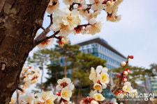 [포토]봄을 알리려 세종시청 광장 앞에 핀 매화