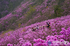 의창구 북면, 울긋불긋한 천주산 진달래 꽃 보러 오이소~