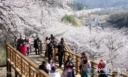 하동군, 화개장터 벚꽃축제 오는 29일 개막
