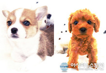 전주 강아지·고양이분양 ‘전주헬로펫’, 반려동물과 산책하기 좋은 봄철 맞이 분양 이벤트 마련