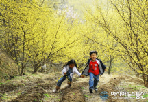 의성 사곡면 산수유마을, 23일부터 산수유 꽃맞이 행사