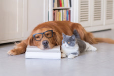 삶의 동반자 찾고싶다면! 강아지분양,  애견무료분양 시 확실하게 알아둬야…  강아지의 이것 관리가 중요하다?