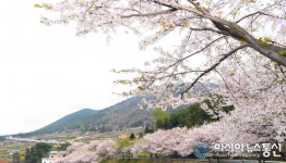 봄을 품은 보물섬 남해군으로 가자