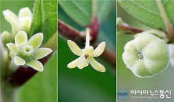 세계적 보호종 조도만두나무를 아시나요