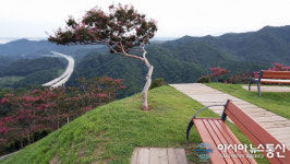 울진 道花동산에 배롱나무 300본 식재