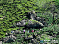 하동군, 1200년 전통 화개면 야생햇차 첫 수확