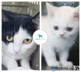 집사들이유기견보호센터로?도그마루유기견보호소에서의고양이무료분양,유기묘무료분양의특별함