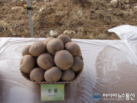 홍천군, 남면 유치지역에 오륜감자 생산 단지 조성