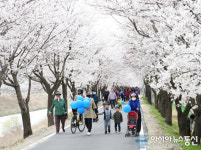 충주 봉방동, 하방마을 벚꽃길 걷기 행사