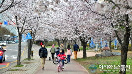 안산시에서 벚꽃구경 마음껏 즐겨보자