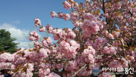 ‘꽃캉스’의절정,경주겹벚꽃개화시기부터경주수영장펜션의빠른야외수영장개장까지
